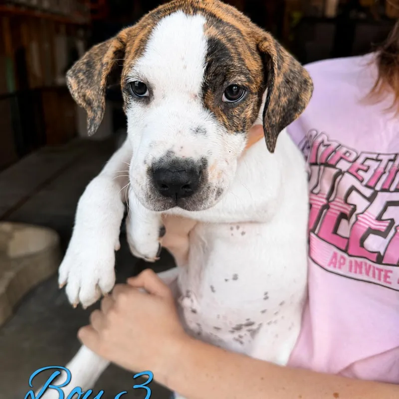 A baby small-sized male White / Cream Pit Bull Terrier dog named Blitz for adoption in Northville, MI