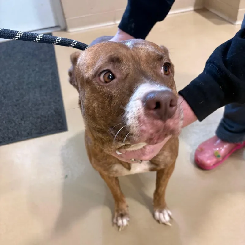 An adult medium-sized female Brown / Chocolate Mixed Breed dog named Rhea for adoption in Winston-Salem, NC