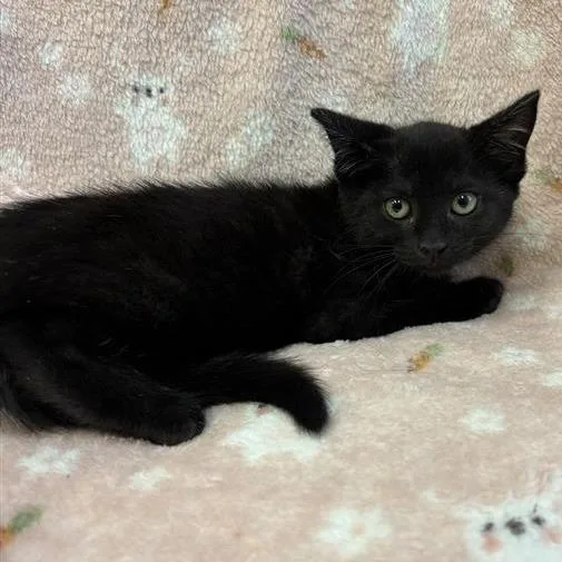 A baby small-sized female Black Domestic Short Hair cat named Wednesday for adoption in Long Beach, CA