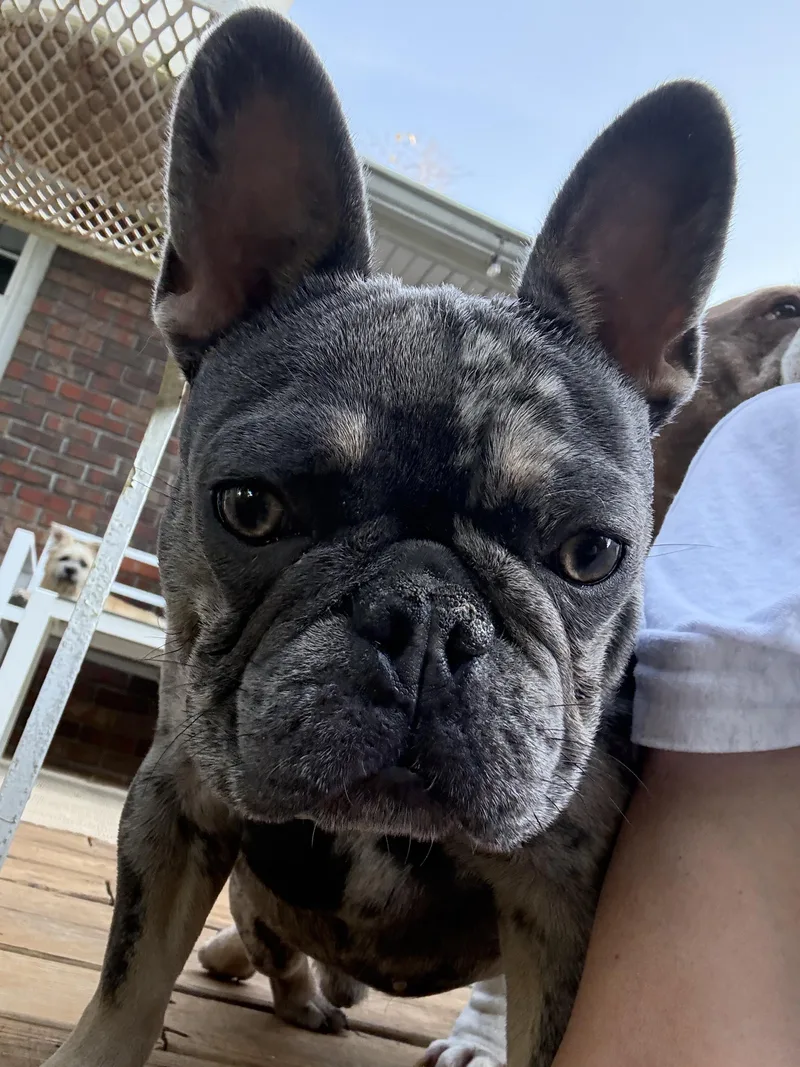 A young medium-sized male French Bulldog dog named Walter for adoption in Winder, GA