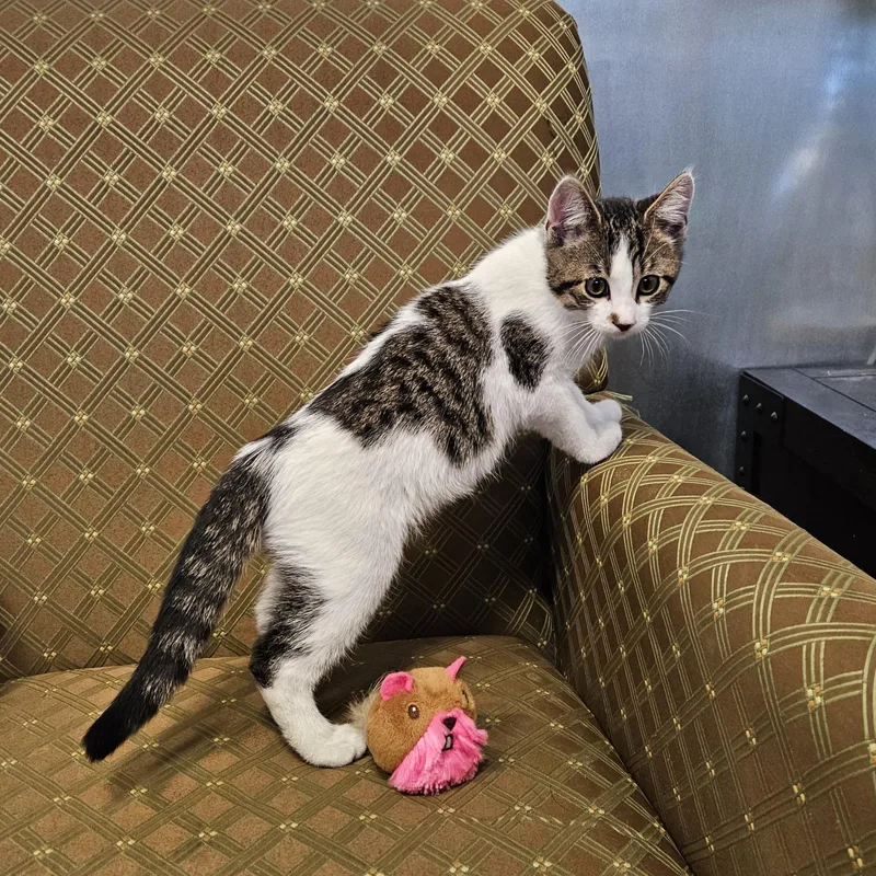 A baby small-sized male Gray & White Domestic Short Hair cat named Cotton for adoption in Endicott, NY