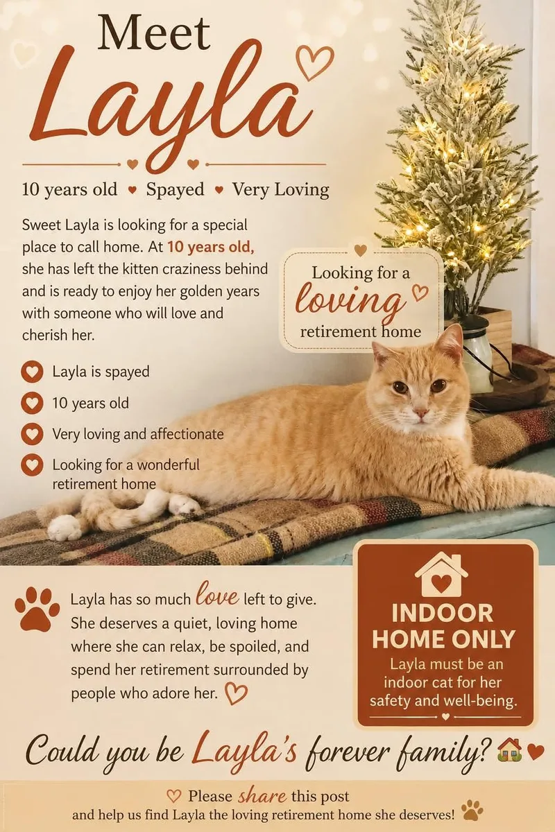 A senior medium-sized female Orange & White Domestic Short Hair cat named Layla for adoption in Charles City, IA