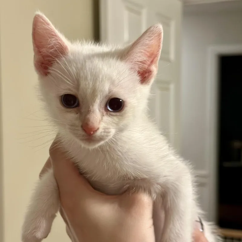 A baby small-sized male White Siamese cat named Aspen for adoption in Tustin, CA