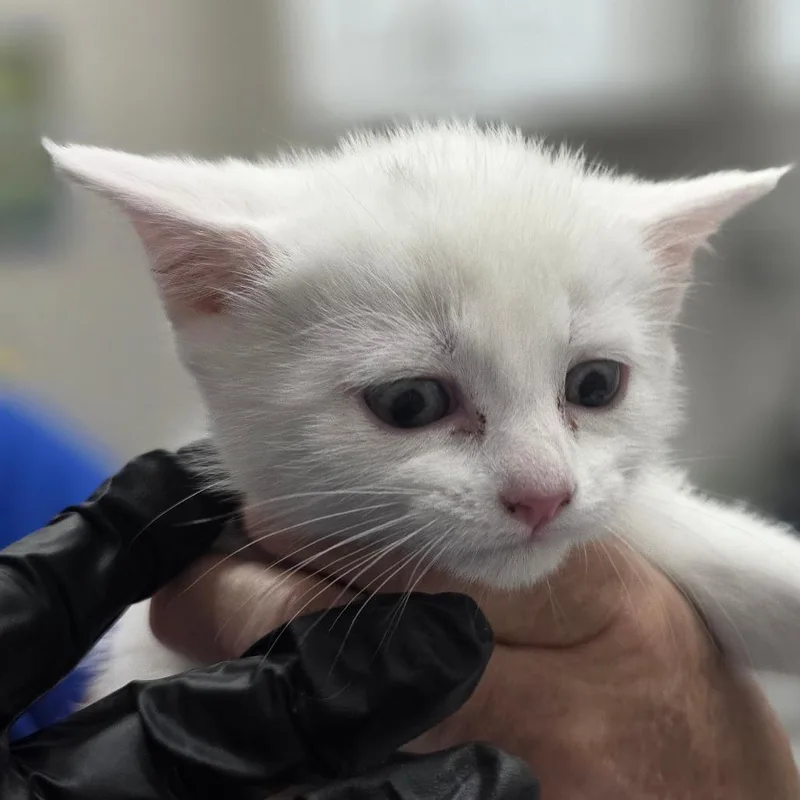 A baby small-sized female White Domestic Short Hair cat named Kiwi for adoption in Huntsville, AL