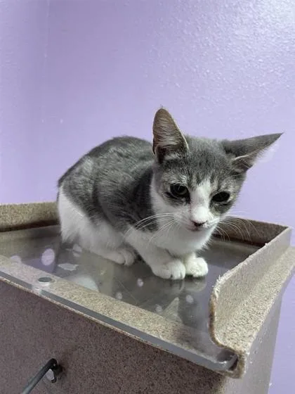 A baby small-sized female Gray / Blue / Silver Domestic Short Hair cat named 61640367 for adoption in El Paso, TX