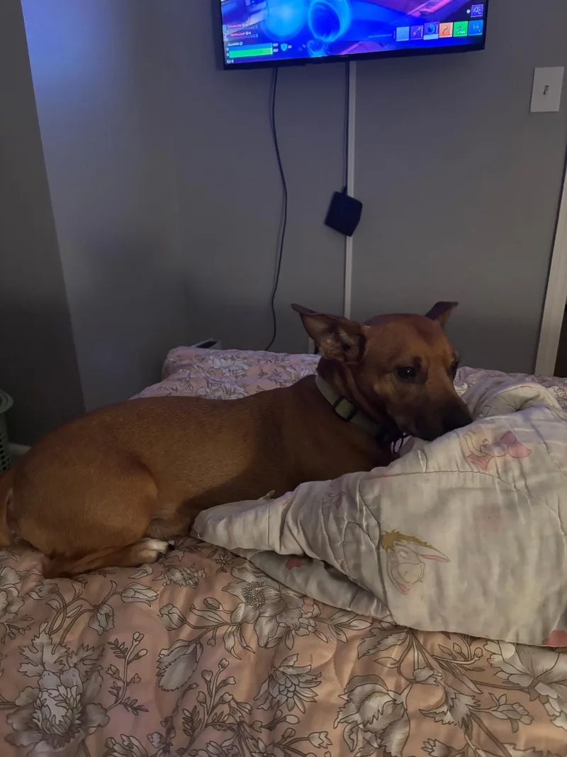 An adult small-sized male Jack Russell Terrier dog named Rocky for adoption in Chesapeake Beach, MD
