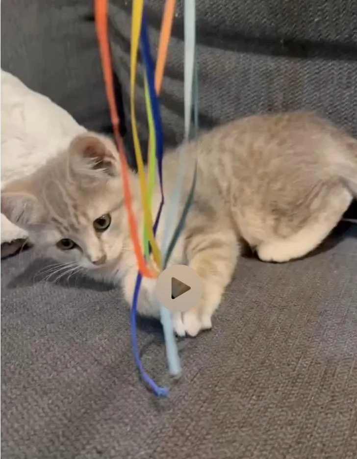 A baby medium-sized female Tabby (Gray / Blue / Silver) Domestic Short Hair cat named Lauren for adoption in Huntington Beach, CA