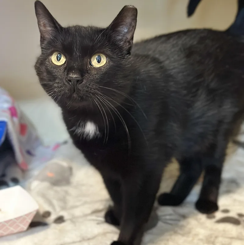 An adult medium-sized female Black Domestic Short Hair cat named Dottie for adoption in Victor, NY