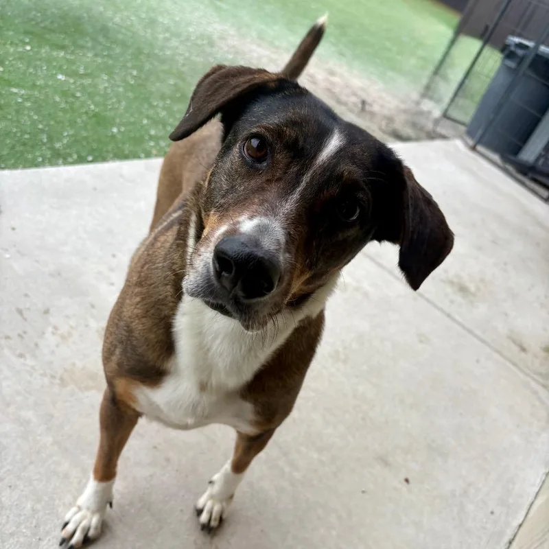 An adult medium-sized female Brown / Chocolate Hound dog named Twix for adoption in LOXAHATCHEE, FL