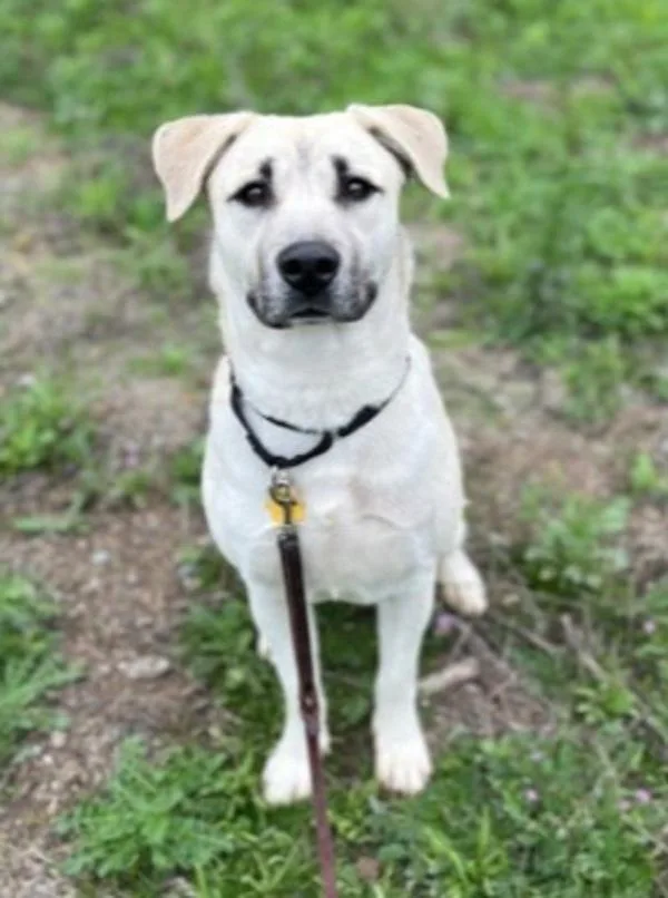 An adult large-sized female Labrador Retriever dog named Akira for adoption in Escondido, CA
