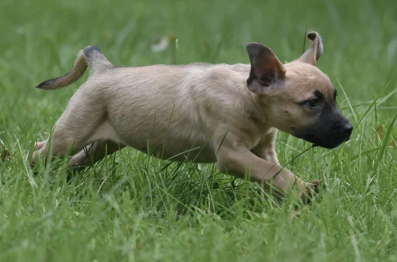 A baby medium-sized female Terrier dog named Sylvia for adoption in Mechanicsburg, PA