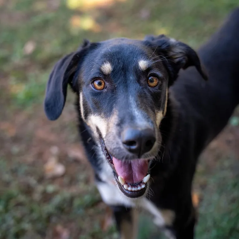 A young medium-sized female Shepherd dog named Rosalina for adoption in Gainesville, GA