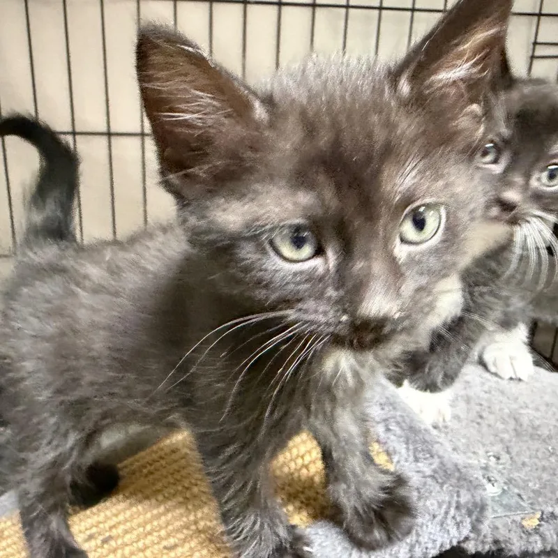 A baby small-sized female Black Domestic Short Hair cat named Coco Puff for adoption in Gainesville, FL