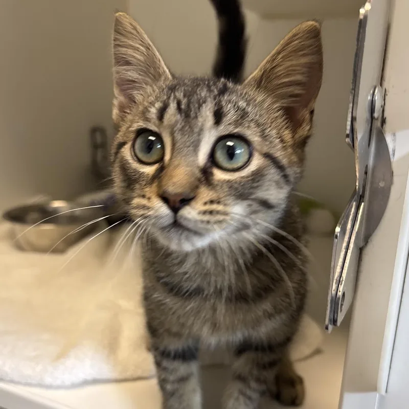 A baby small-sized male Brown / Chocolate Domestic Short Hair cat named Garlic Bread for adoption in Naperville, IL