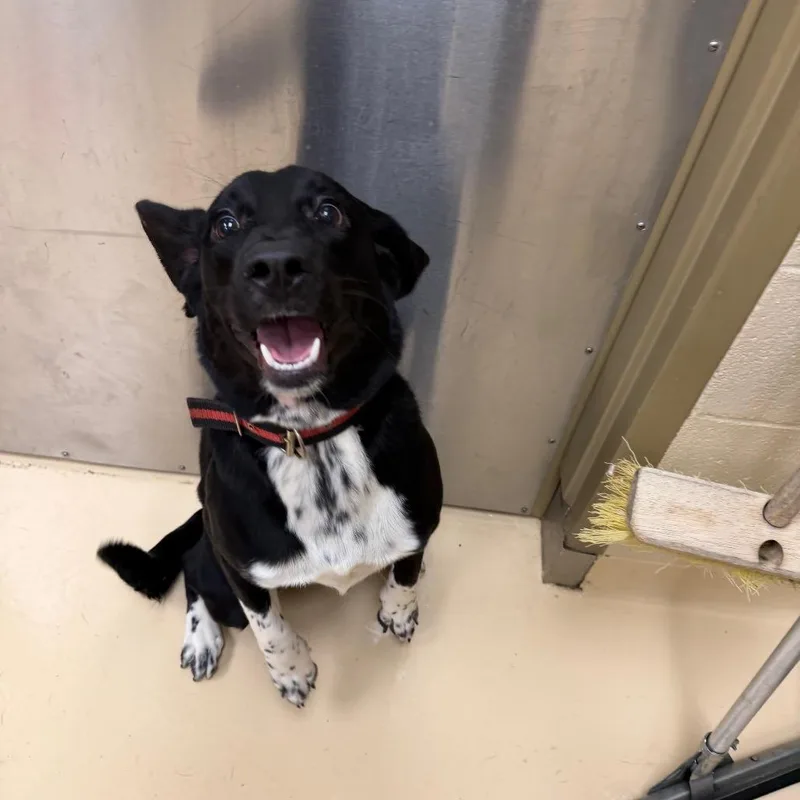 A young medium-sized male Mixed Breed dog named Toby for adoption in Winston-Salem, NC