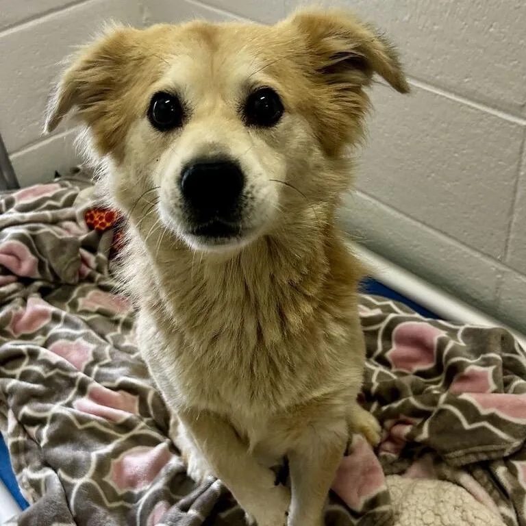 An adult small-sized male White / Cream Feist dog named Bird for adoption in Spruce Pine, NC