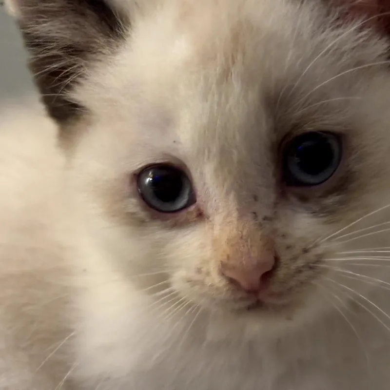 A baby small-sized female Cream / Ivory Siamese cat named Connie for adoption in Fayetteville, GA