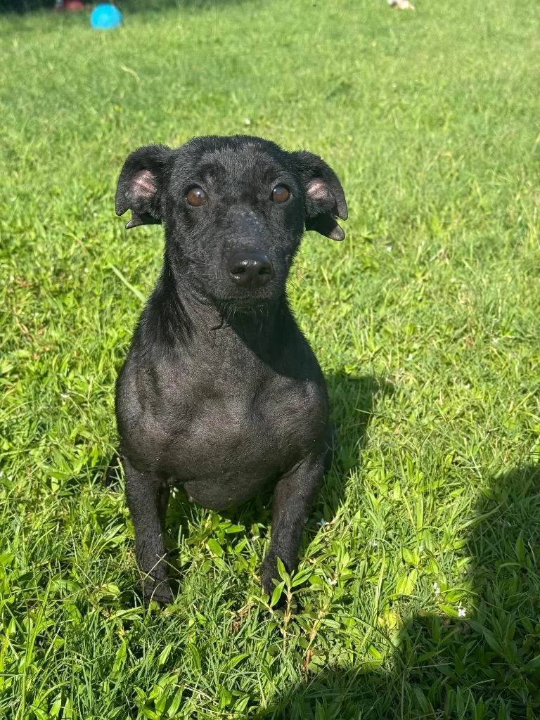 A young medium-sized female Mixed Breed dog named Dixie for adoption in Metter, GA