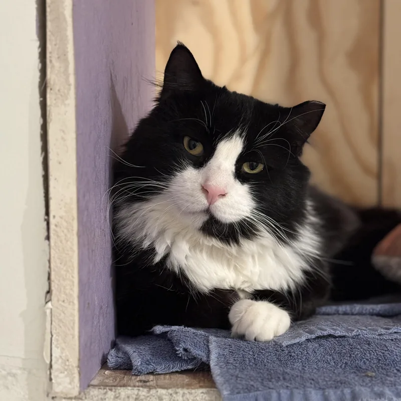 An adult medium-sized male Black & White / Tuxedo Domestic Long Hair cat named Arthur The Reluctant Royal for adoption in Stamford, CT