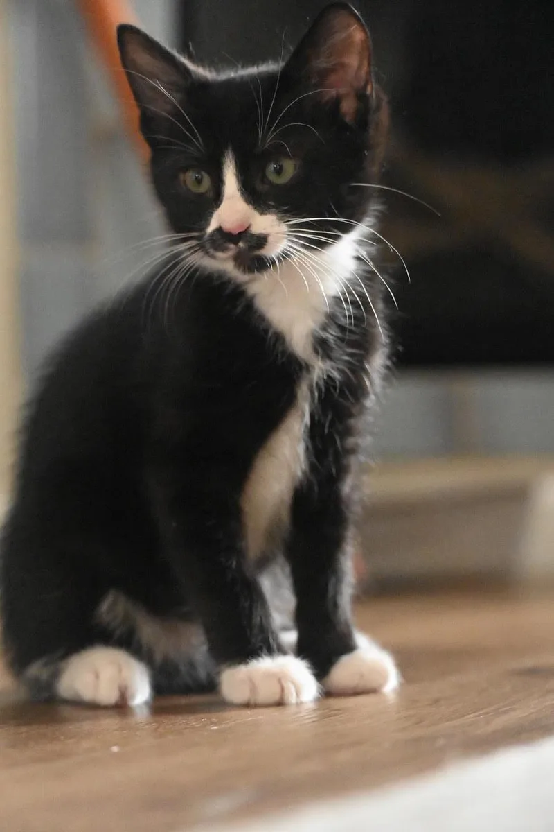 A baby small-sized male Black Domestic Short Hair cat named Benny for adoption in Oakland, CA