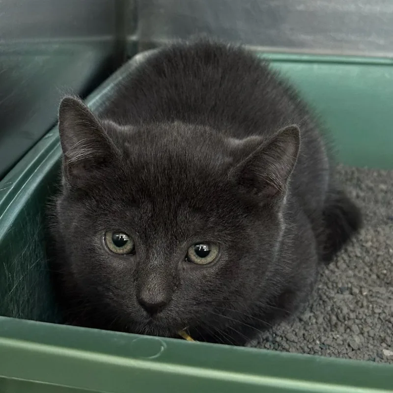 A baby small-sized male Gray / Blue / Silver Domestic Short Hair cat named Mambo No. for adoption in Springfield, MA