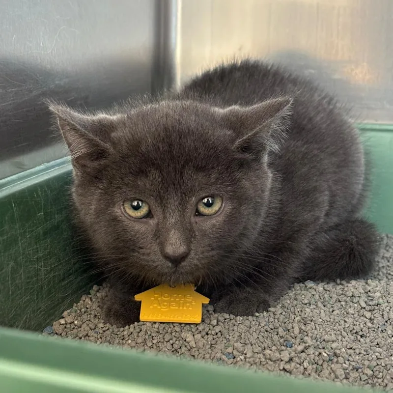 Mambo No. thumbnail 2