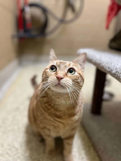 An adult extra large-sized female Domestic Short Hair cat named Ginger for adoption in Munster, IN
