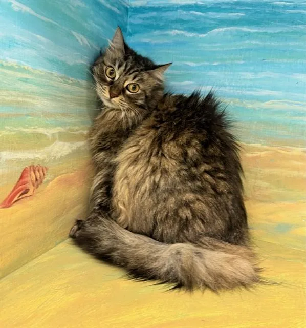 An adult medium-sized female Maine Coon cat named Sollee for adoption in Agoura, CA