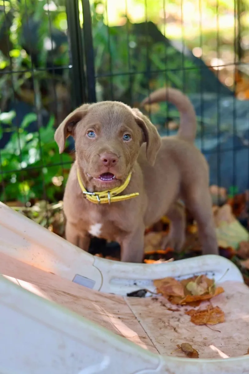 A young medium-sized male Chesapeake Bay Retriever dog named Orlok for adoption in Duluth, MN