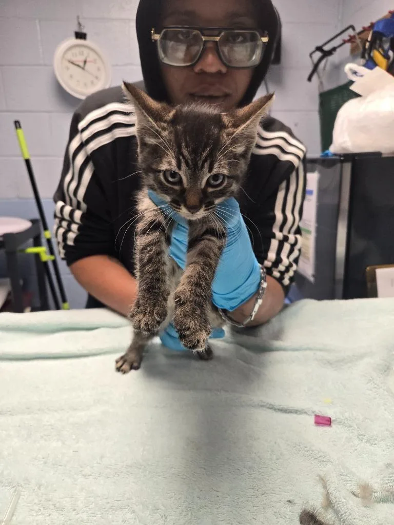 A baby large-sized female Domestic Short Hair cat named Gum Drop for adoption in Detroit, MI