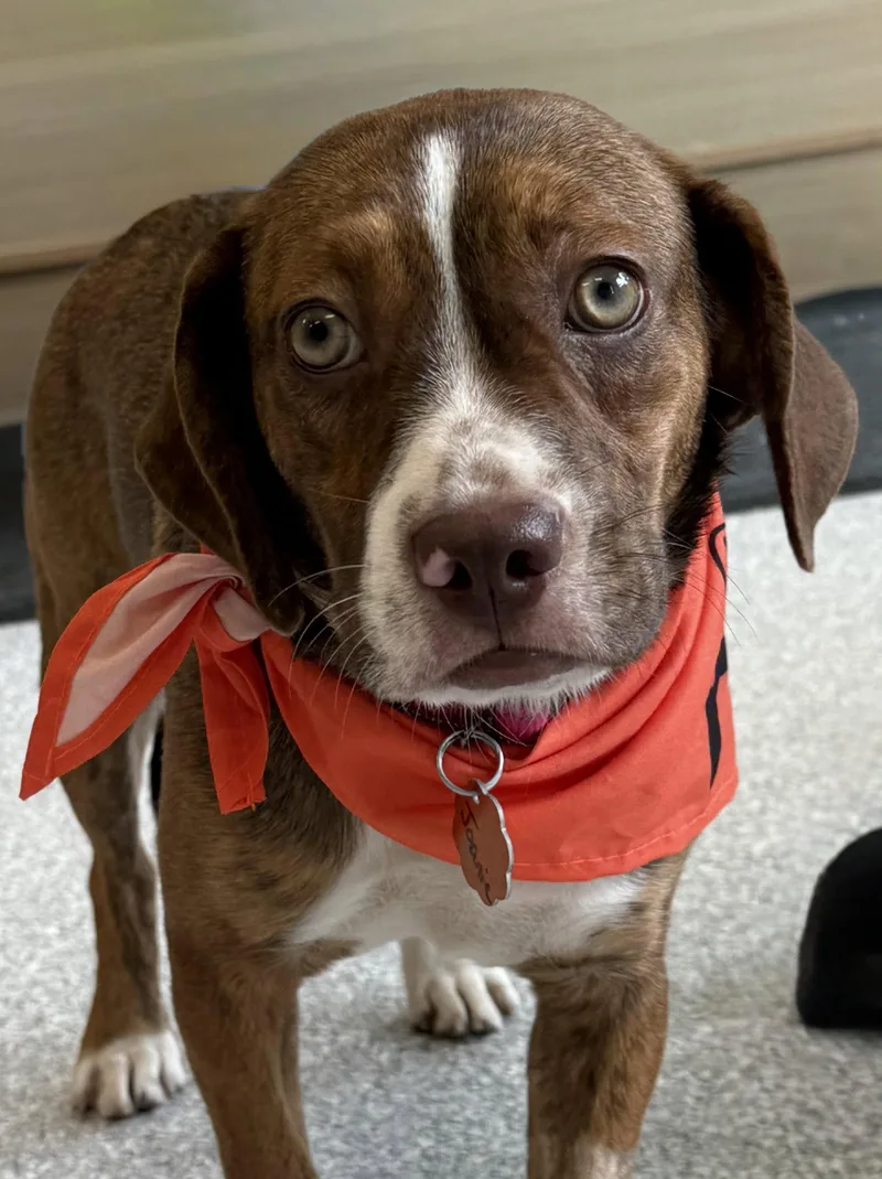 A baby medium-sized female Beagle dog named Joanie June Bug for adoption in Omaha, NE