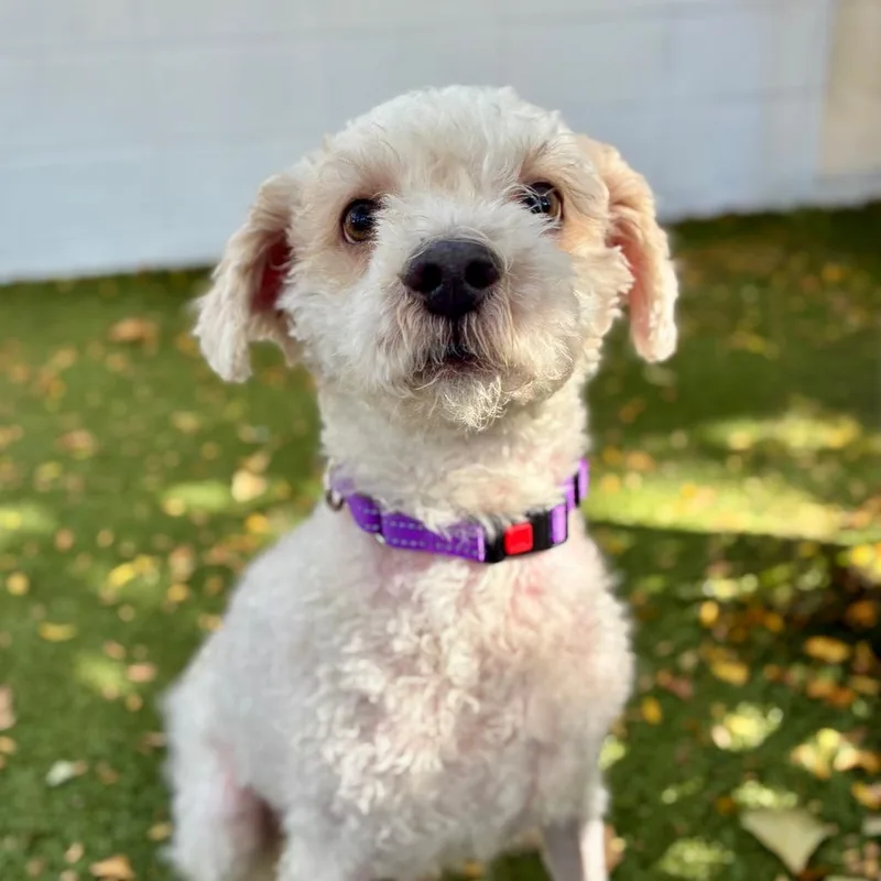 A senior small-sized male White / Cream Shih Tzu dog named Coco for adoption in Providence, RI