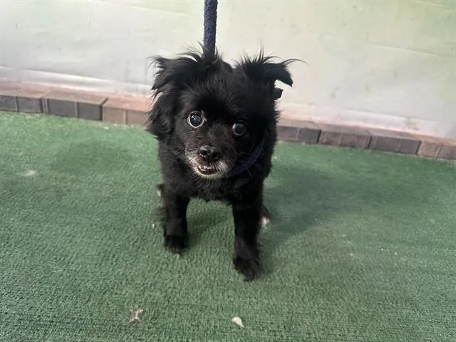 A senior medium-sized male Pomeranian dog named Butter for adoption in Baldwin Park, CA