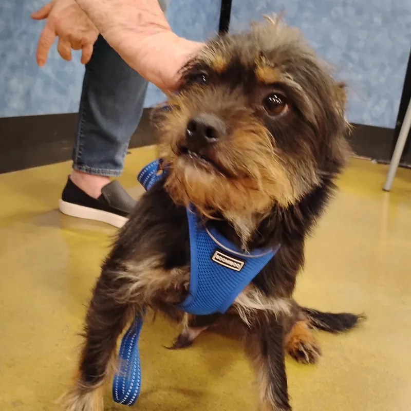 Mr. Pickles  Spunky thumbnail 3