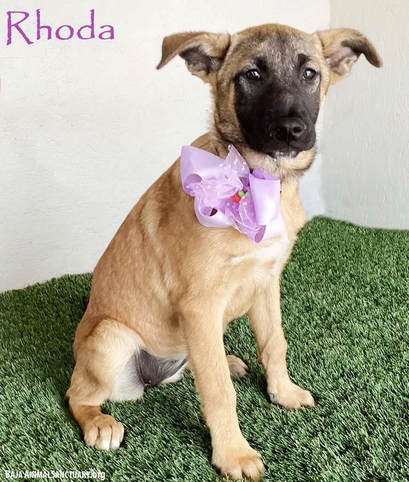 A baby large-sized female Yellow / Tan / Blond / Fawn German Shepherd Dog dog named Rhoda for adoption in San Diego, CA