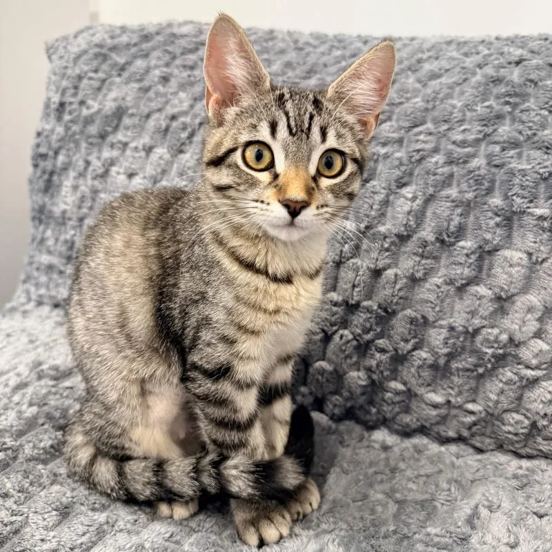A baby small-sized female Brown / Chocolate Domestic Short Hair cat named Misty Nuttall for adoption in Eagle Mountain, UT