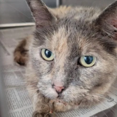 An adult large-sized female Domestic Short Hair cat named Apple for adoption in Los Angeles, CA