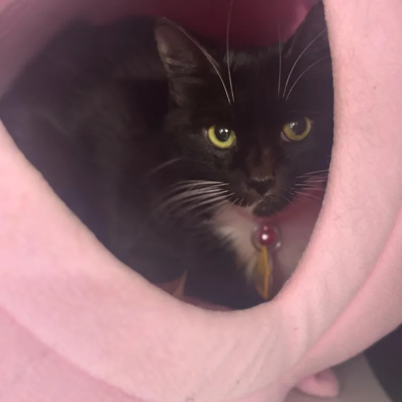 An adult small-sized female Black Domestic Short Hair cat named D Hydrogen for adoption in Port Washington, NY