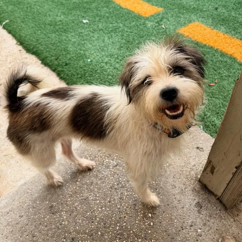 An adult small-sized female White / Cream Terrier dog named Kira for adoption in New Orleans, LA