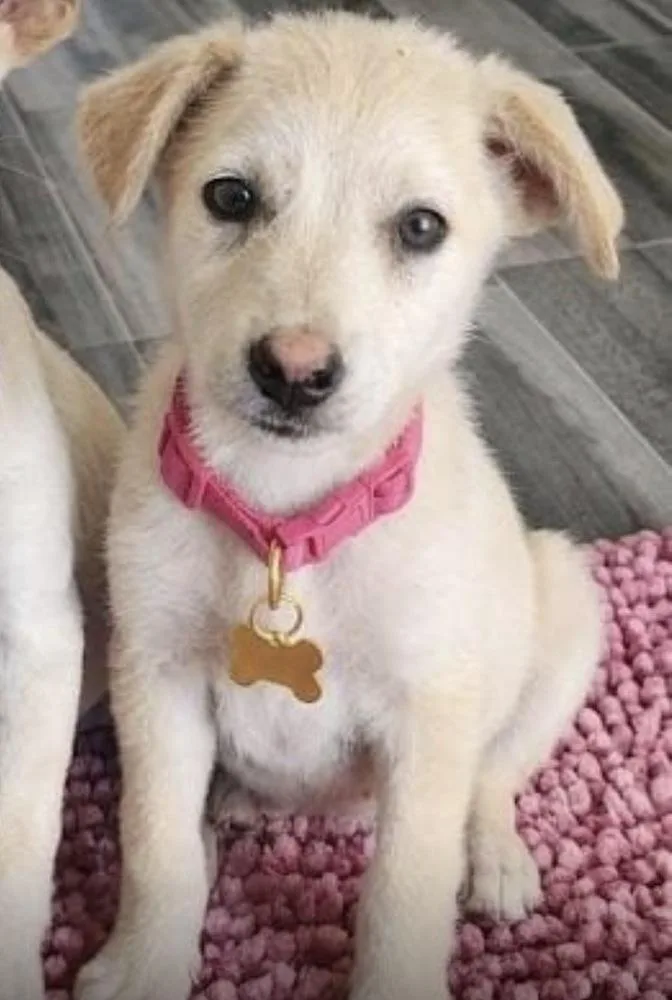 A baby medium-sized female Brown / Chocolate Carolina Dog dog named Sunny for adoption in ventura, CA