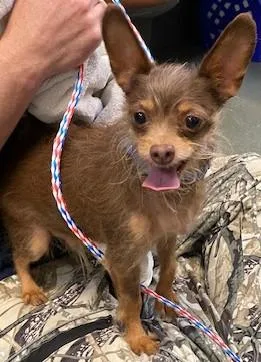 An adult small-sized male Mixed Breed dog named Radagast for adoption in Fairfax, VA