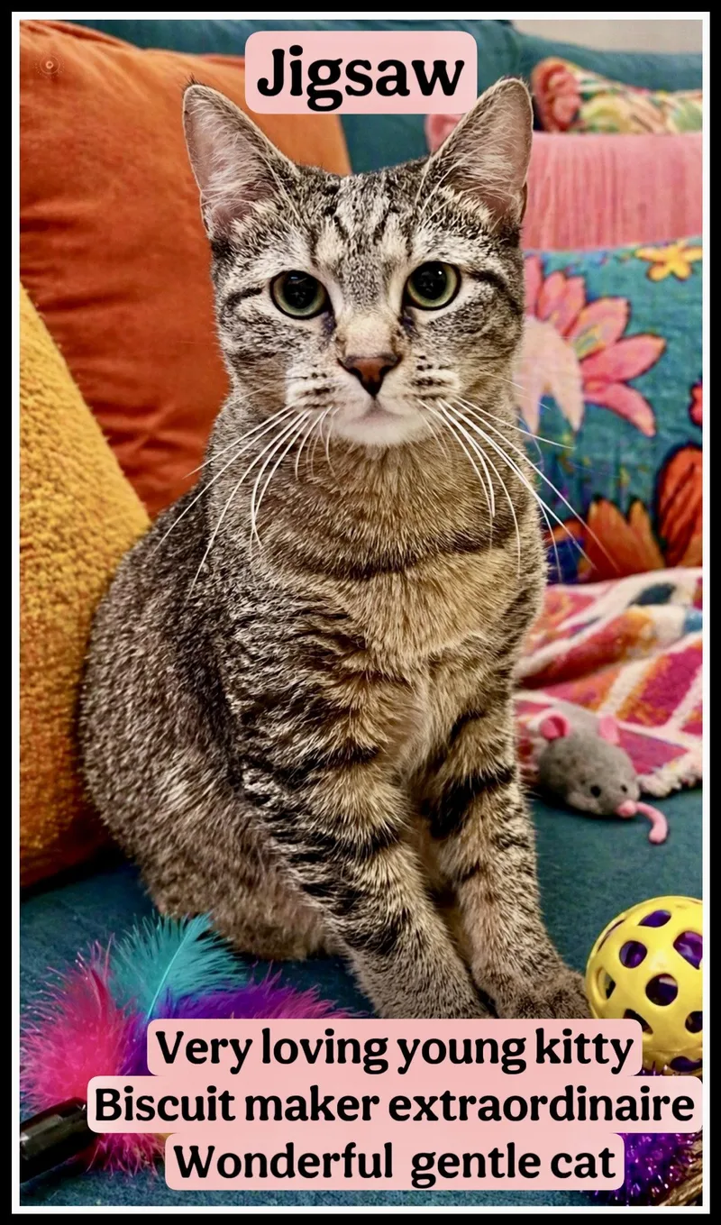 A young medium-sized female Tabby cat named Jigsawwillow Grove for adoption in Greenville, DE