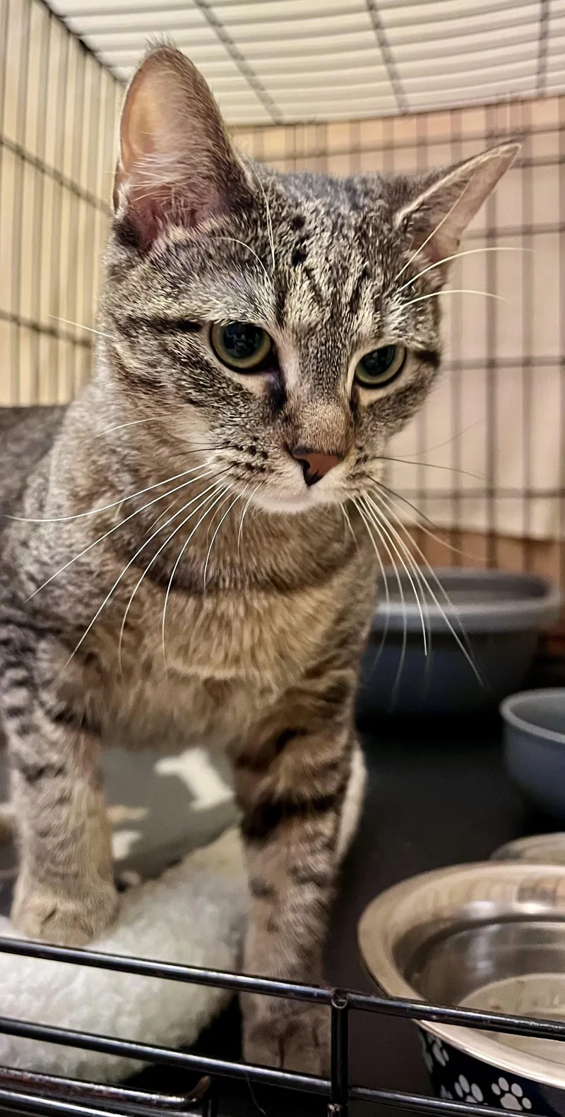 Jigsawwillow Grove thumbnail 2