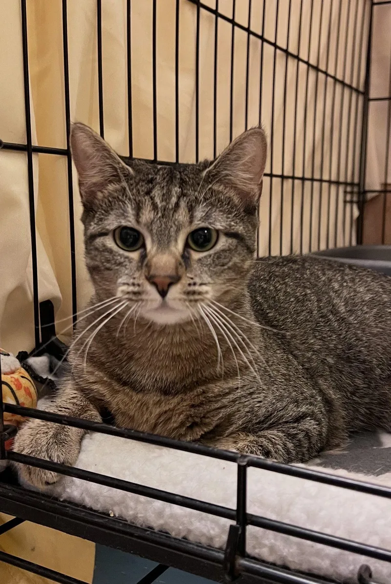 Jigsawwillow Grove thumbnail 3