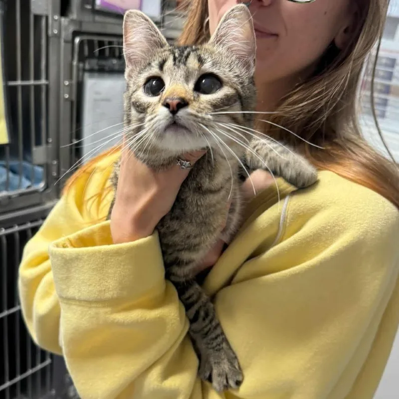 A young medium-sized female Brown / Chocolate Domestic Short Hair cat named Gabby for adoption in Edwardsville, IL