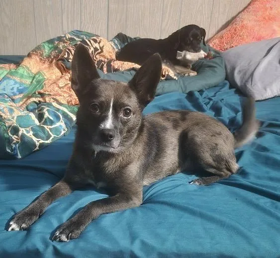 An adult small-sized female Chihuahua dog named Raya for adoption in Coatesville, PA