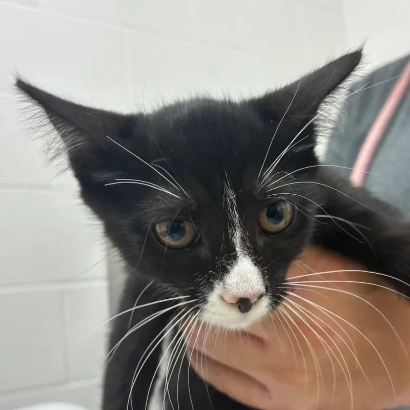 A baby small-sized female Black Domestic Short Hair cat named Celine for adoption in Corpus Christi, TX