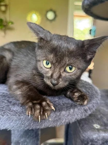 An adult small-sized female Domestic Short Hair cat named Hope Logan for adoption in Berwick, PA