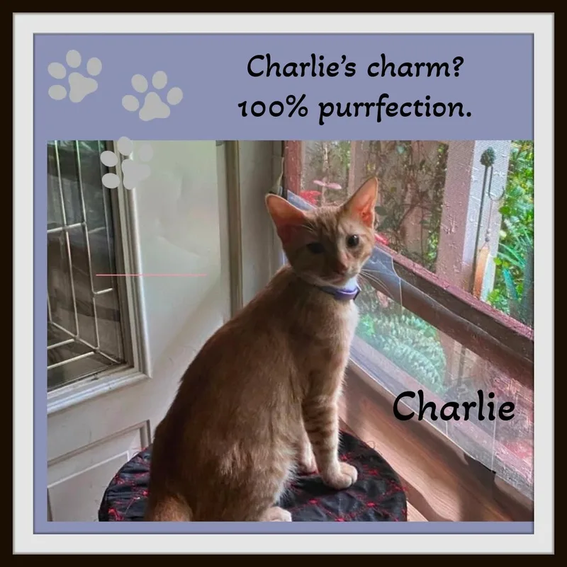 A baby large-sized male Tabby (Orange / Red) Domestic Short Hair cat named The ginger duo everyone for adoption in Winston Salem, NC