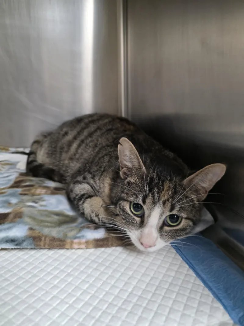 An adult medium-sized female Brown / Chocolate Domestic Short Hair cat named Lannister for adoption in Fort Collins, CO